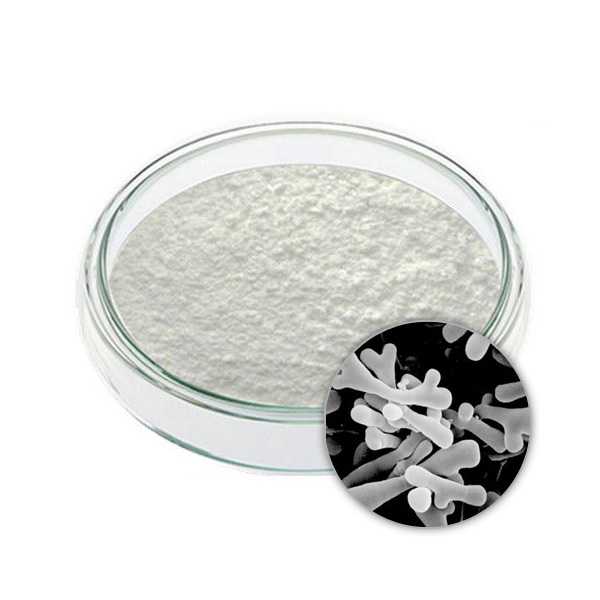 Bifidobacterium longum powder 100B cfu/g