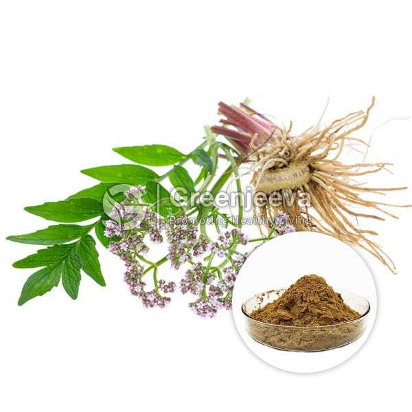 Valerian Root Extract Powder 0.8% Valerenic acid