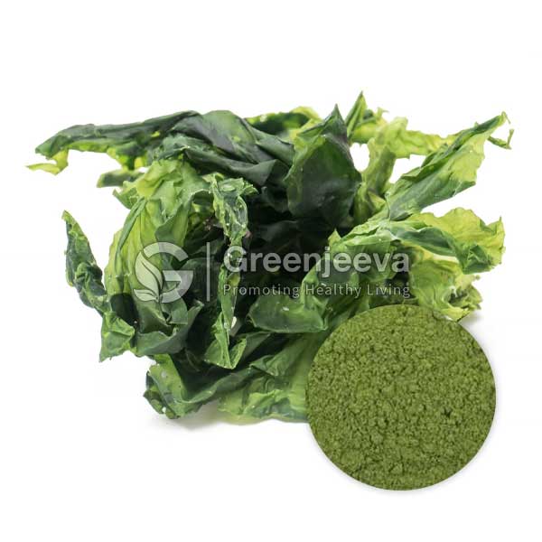 Organic Green Sea Lettuce Powder