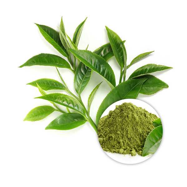 Organic Green Tea Leaves Powder 