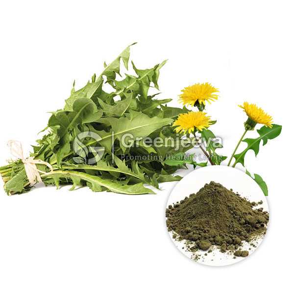 Organic Dandelion Leaf  Powder
