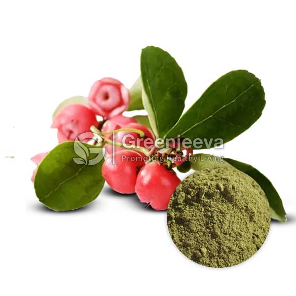 Wintergreen Leaf Powder
