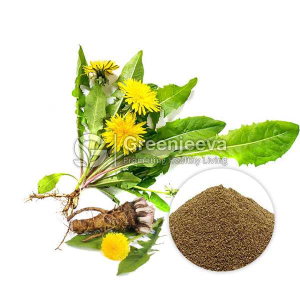 Dandelion Root Extract Powder 20% Taraxasterol 
