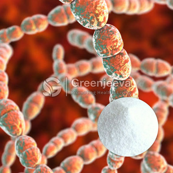 Streptococcus thermophilus Powder 400 B CFU/G