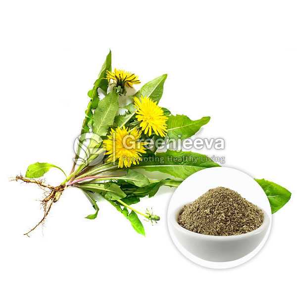 Dandelion Root Extract Powder 4:1