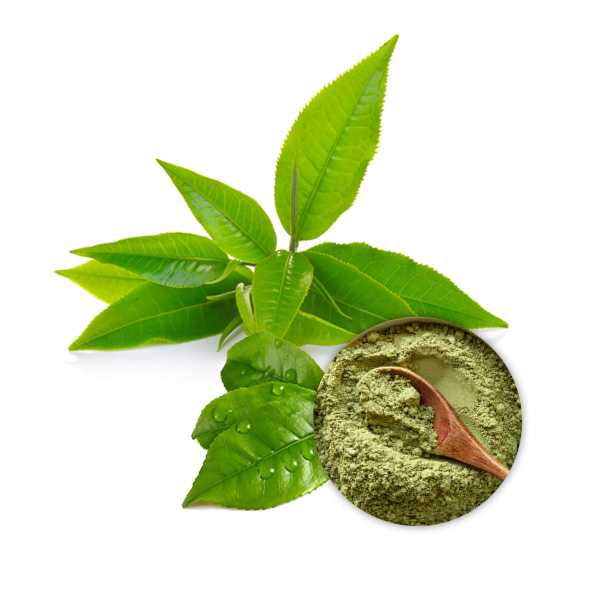 Green Tea Extract Powder 50% Polyphenols