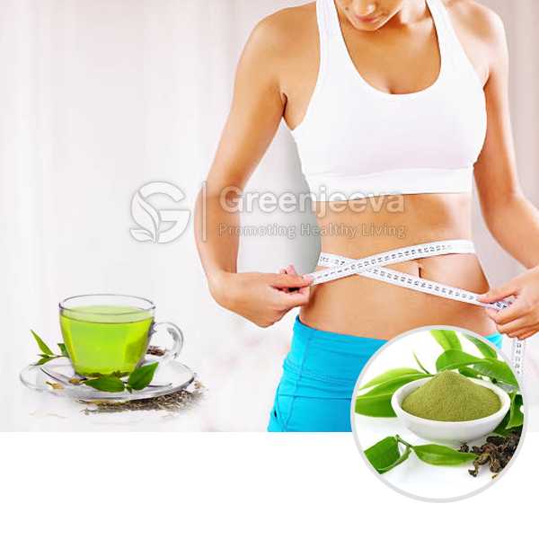 Green Tea Extract Powder 50% Polyphenols