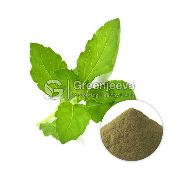 Holy Basil Extract Powder 2% Ursolic Acid