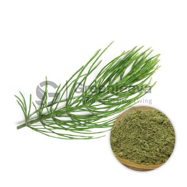 Horsetail Extract Powder 7% Silica,Standardized