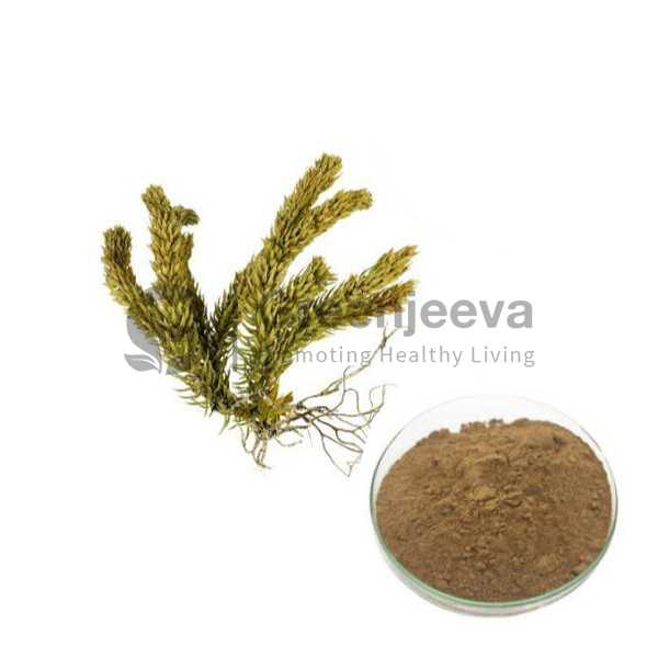 Huperzia Serrata Extract Powder 1% Huperzine-A, HPLC