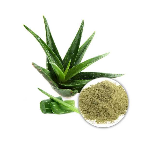 Aloe Vera Leaves Extract Powder 100:1