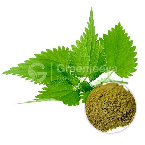 Nettle Leaf Extract Powder 10:1