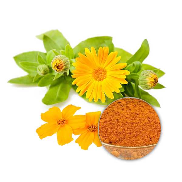 Organic Marigold Flower Extract Powder, Co2 Extracted