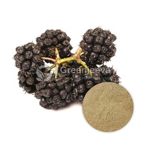 Siberian Ginseng Extract Powder 0.8% Elutherosides, Hplc