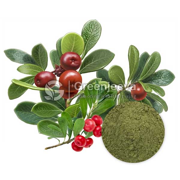 Organic Uva Ursi Leaf Powder 
