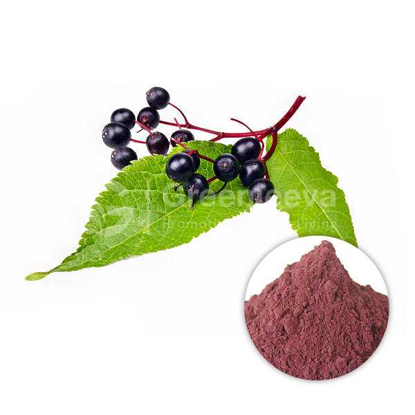 Organic Elderberry Extract Powder 4:1