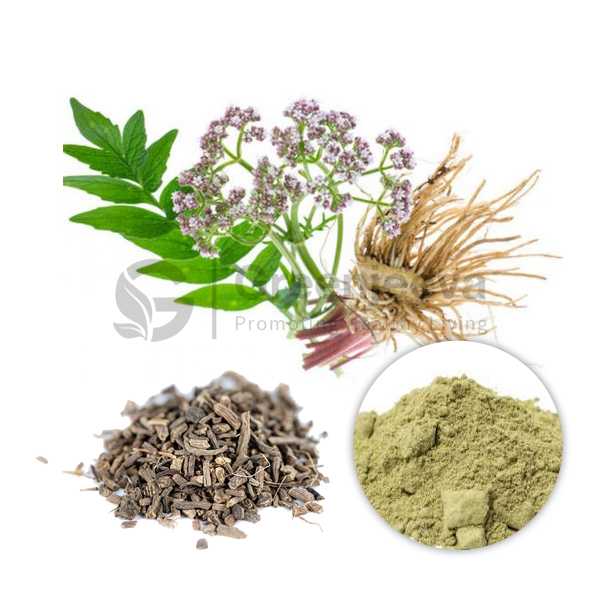 Valerian Root Extract Powder 10:1