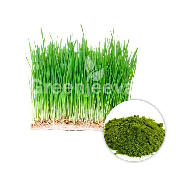 Organic Oat Grass Powder