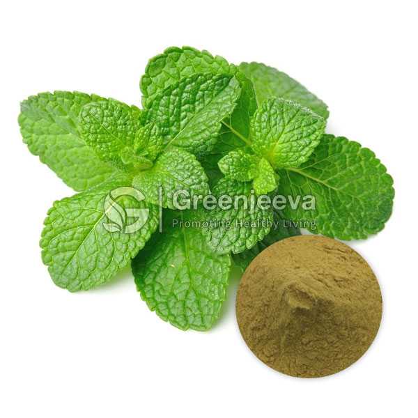 Peppermint Leaf Extract Powder 4:1