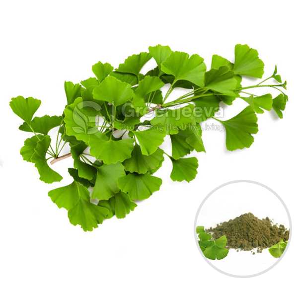 Gingko leaf Extract Powder 6:1