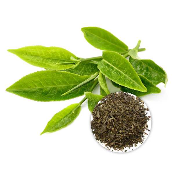 Organic Green Tea Extract Powder 50% Polyphenols