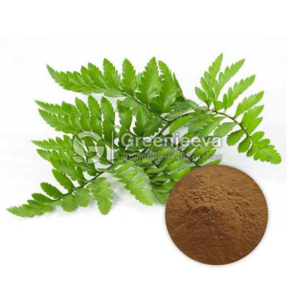 Polypodium leucotomos Herb Extract Powder 20:1