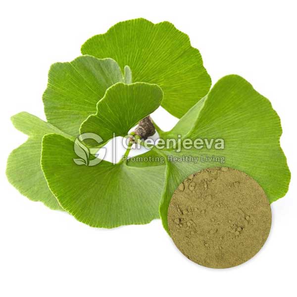 Organic Ginkgo Biloba leaf powder