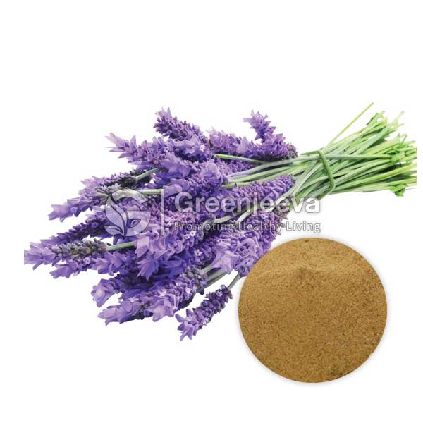 Organic Lavender Extract Powder 4:1
