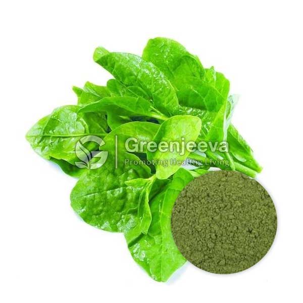 Organic Spinach Extract Powder 10:1