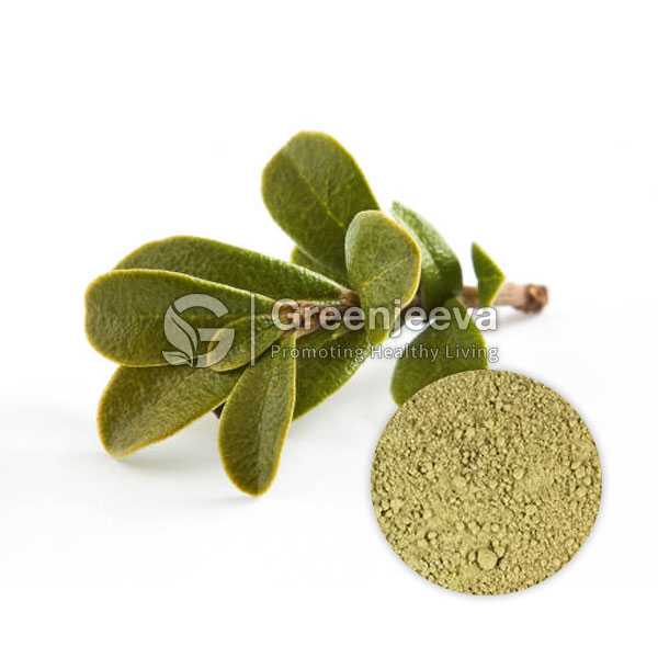 Uva Ursi leaf powder