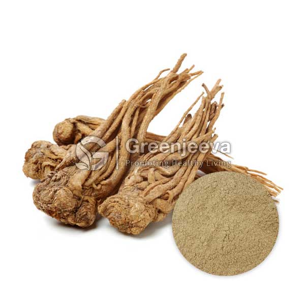Organic Dong Quai Root Powder